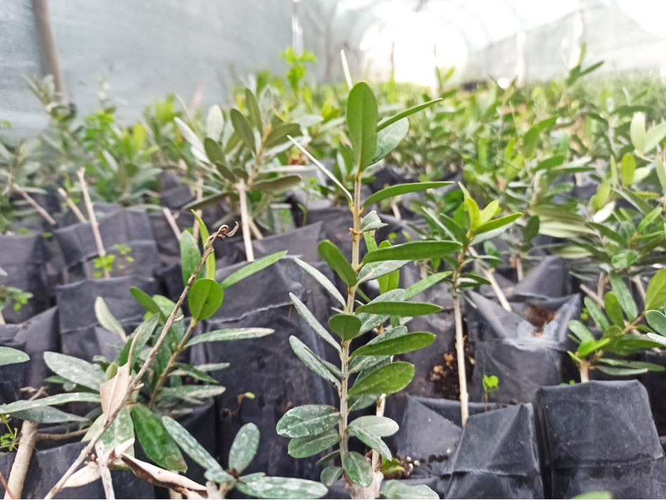 Üniversitemiz Kilis Zeytin Gen Kaynaklarına Sahip Çıkıyor